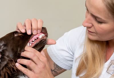 Zahngesundheit | Praxiseindruck | Kleintierpraxis Dr. med. vet. Klaus Renner