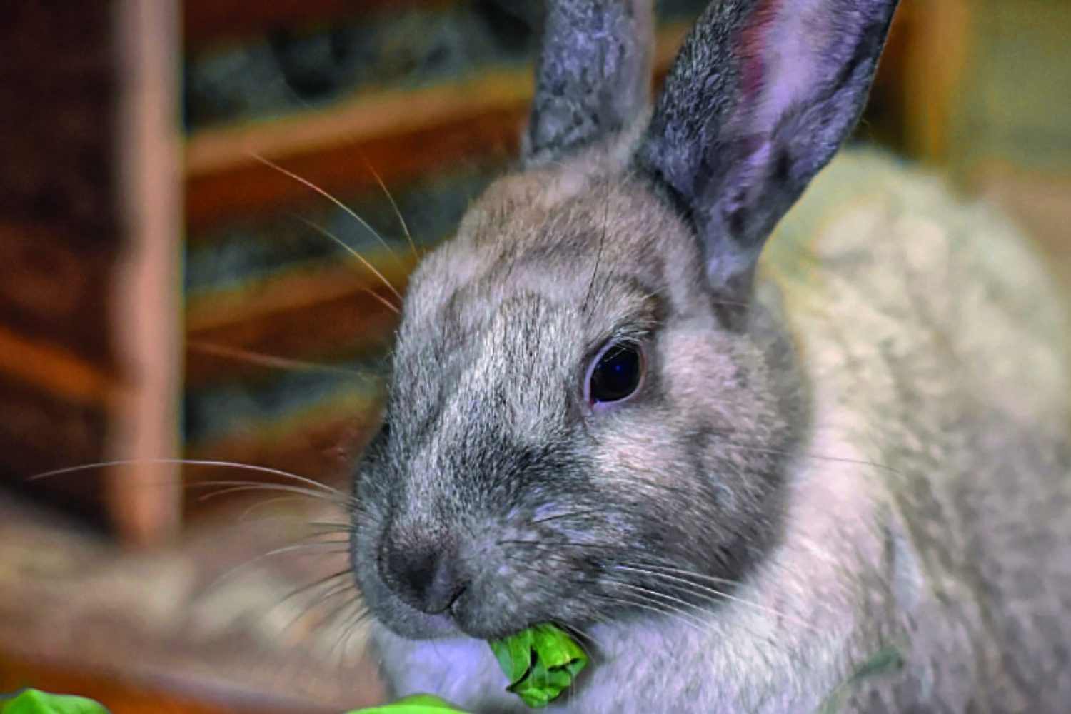 Blaseninfektion beim Kaninchen | Kleintierpraxis Dr. med. vet. Klaus Renner