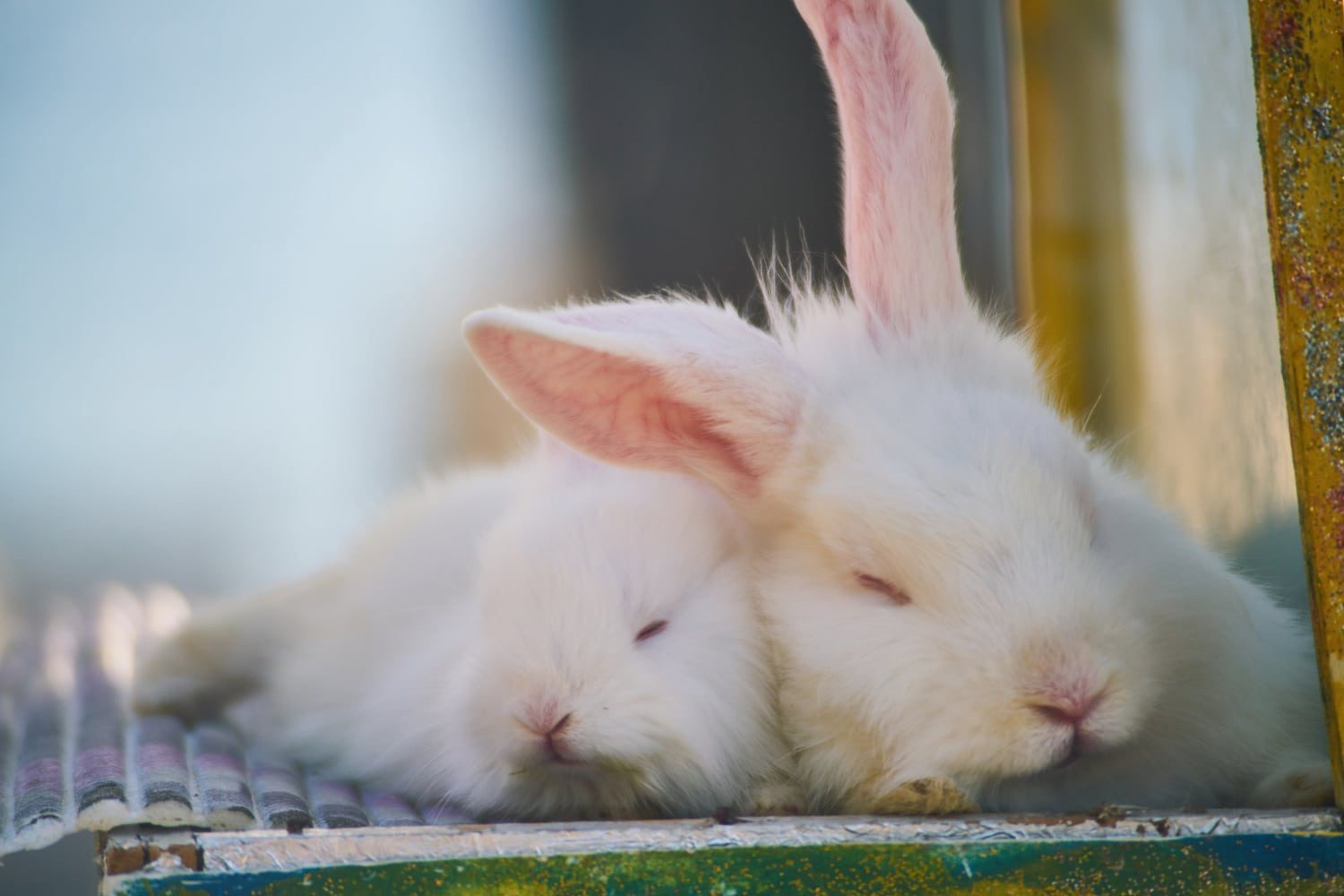 Wunde Läufe beim Kaninchen | Kleintierpraxis Dr. med. vet. Klaus Renner