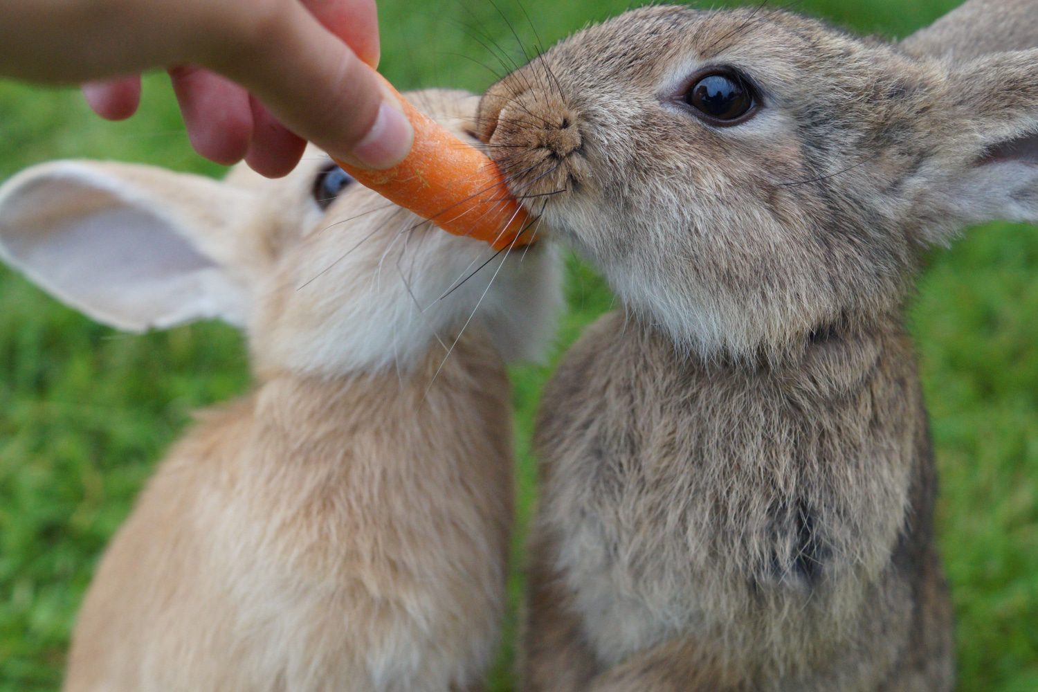 Terminplanung: An die Kaninchen-Impfung denken! | Kleintierpraxis Dr. med. vet. Klaus Renner